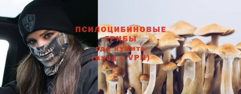 Галлюциногенные грибы Psilocybe  Бежецк 